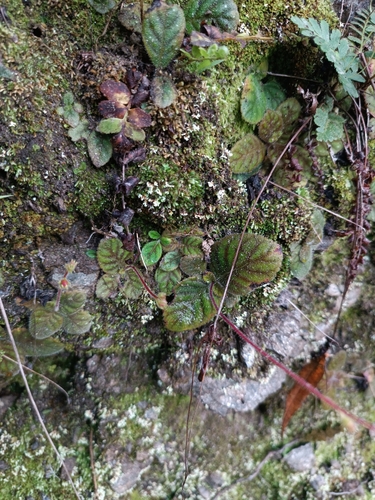 Gloxinia erinoides, photograph 6