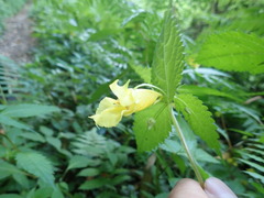 Impatiens tayemonii