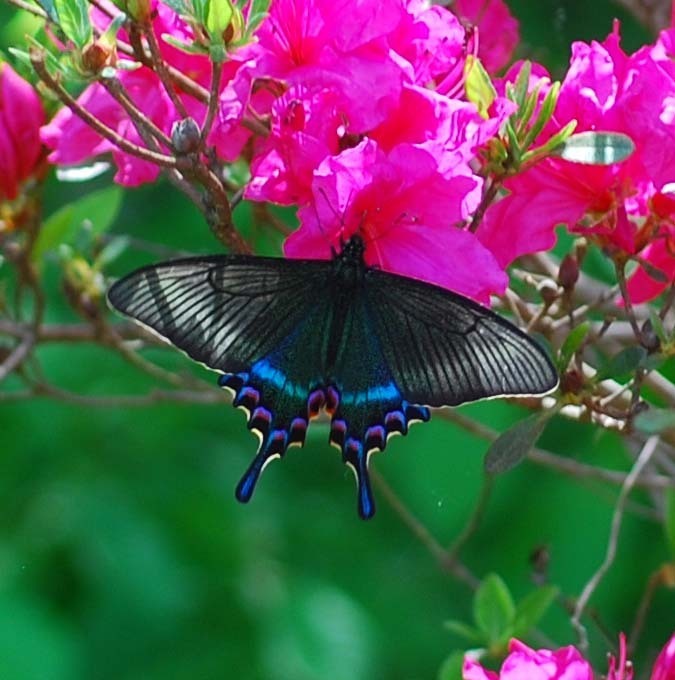 Alpine Black Swallowtail from Soheul-eup, Pocheon-si, Gyeonggi-do ...