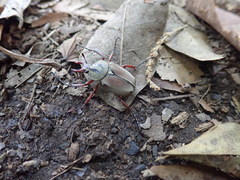 Dicronocephalus shimomurai