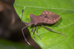 Dalader planiventris