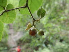 Rubus wallichianus