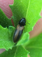 Tetralimonius ornatulus