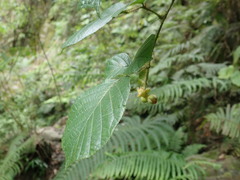 Rubus wallichianus