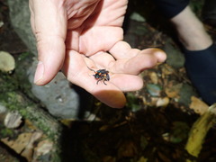 Themus explanaticollis