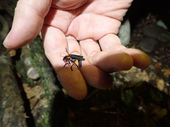 Themus explanaticollis