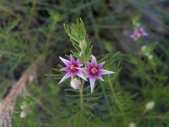 Boronia lanuginosa