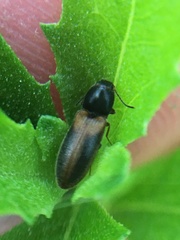 Tetralimonius ornatulus