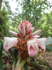 Alpinia shimadae