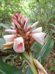 Alpinia shimadae