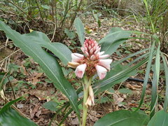 Alpinia shimadae