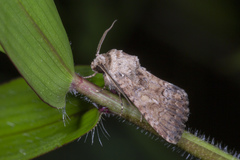 Agrotis segetum