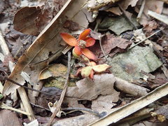 Schisandra arisanensis