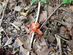Schisandra arisanensis