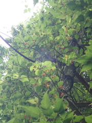 Schisandra arisanensis