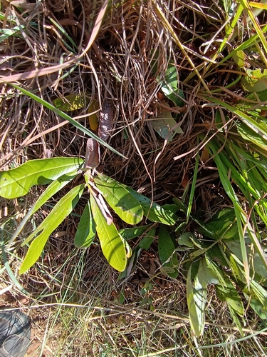 Image of Parinari capensis by (c) Hildegard Klein, some rights reserved (CC BY)