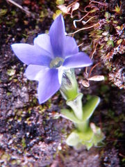 Gentiana prostrata
