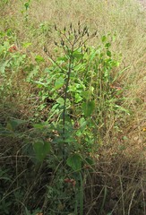 Lactuca canadensis