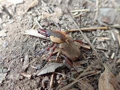 Dicronocephalus uenoi