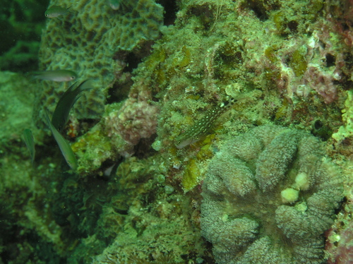 Oneye coralblenny (Ecsenius monoculus) — Blenniidae
