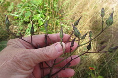 Lactuca canadensis