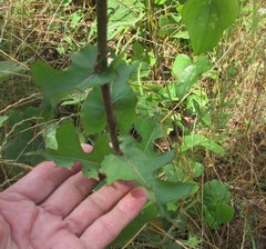 Lactuca canadensis