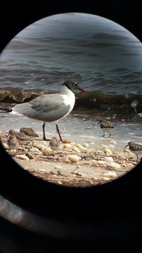 Laughing Gull photographed in Delaware