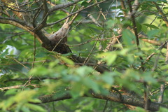 Malacosoma americana