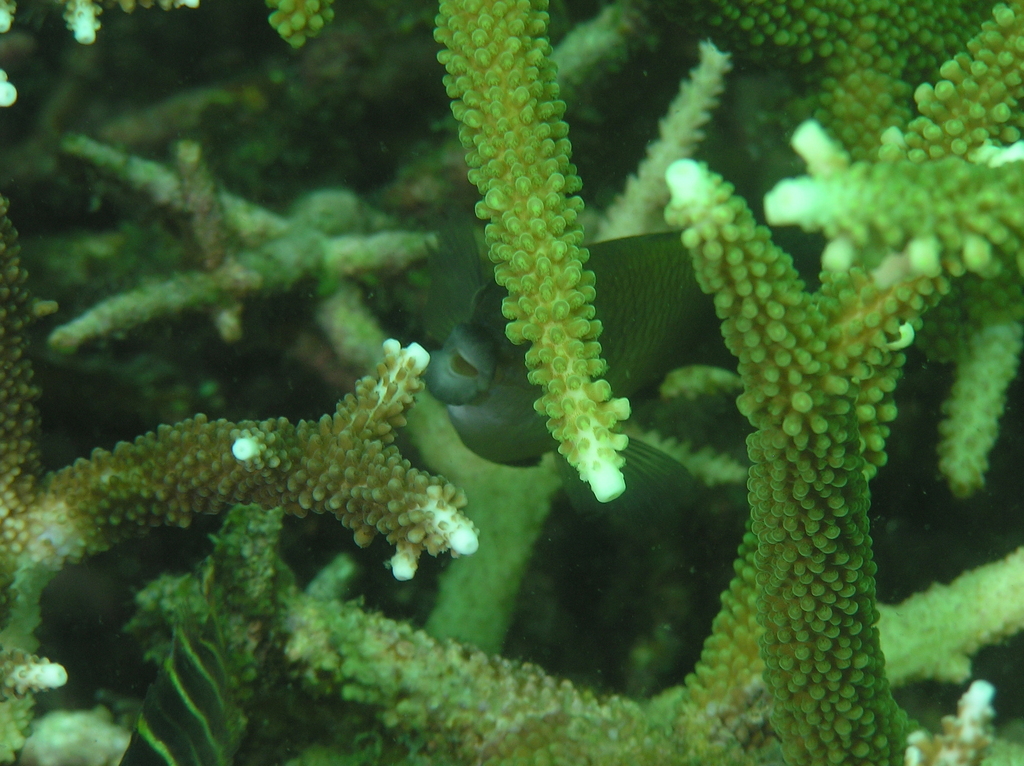 Big-lip damsel