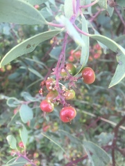Arctostaphylos mewukka