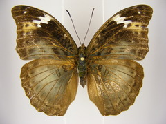Bebearia severini