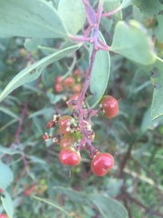 Arctostaphylos mewukka