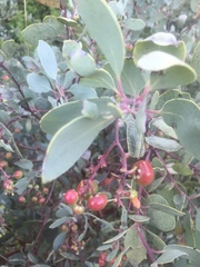 Arctostaphylos mewukka