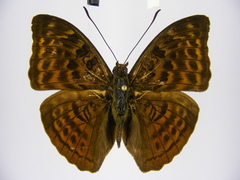 Bebearia severini