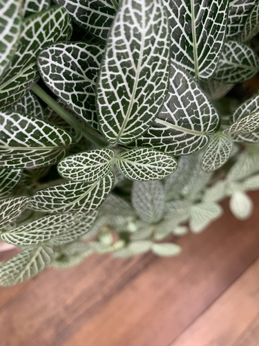 Foto de Nervura-branca