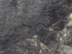 Macrobrachium laevis