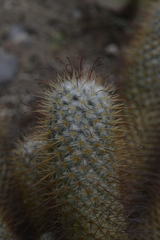 Mammillaria bombycina
