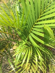 Arecaceae
