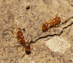 Solenopsis molesta