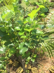 Hibiscus rosa-sinensis