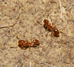Solenopsis molesta