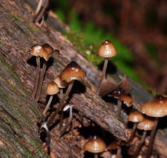 Mycena mulawaestris