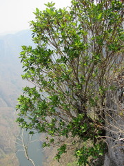 Hauya elegans cornuta