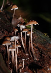 Mycena mulawaestris
