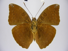 Bebearia severini