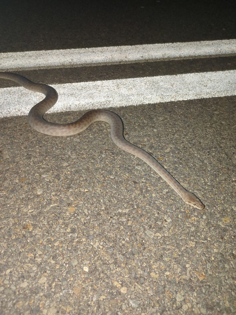 Children's Python from Mount Isa QLD 4825, Australia on April 30, 2024 ...