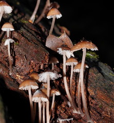 Mycena mulawaestris