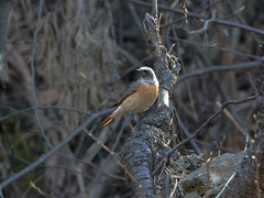 Phoenicurus phoenicurus