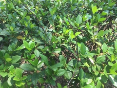 Trachelospermum jasminoides