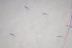 Aquarius elongatus